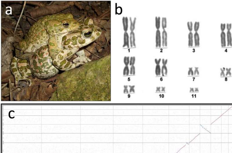 European green toad gene code reveals sex-determining locus