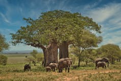 About 8 elephants gather around two broad baobab trees in Tanzania.