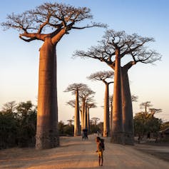 People walk along a long flat dirt road, surrounded by very tall and straight baobab trees