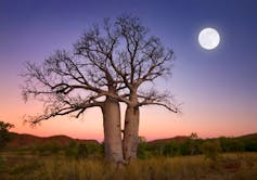 Two intertwined baobabs stand in a landscape where the sun has just set.  A full moon appears in a pink and purple sky.