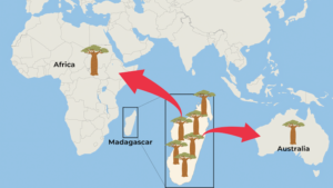 Baobab trees all come from Madagascar - new research reveals that their seeds and seedlings sailed to mainland Africa and as far as Australia.