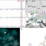 The genetic code of the European green toad reveals a sex-determining locus