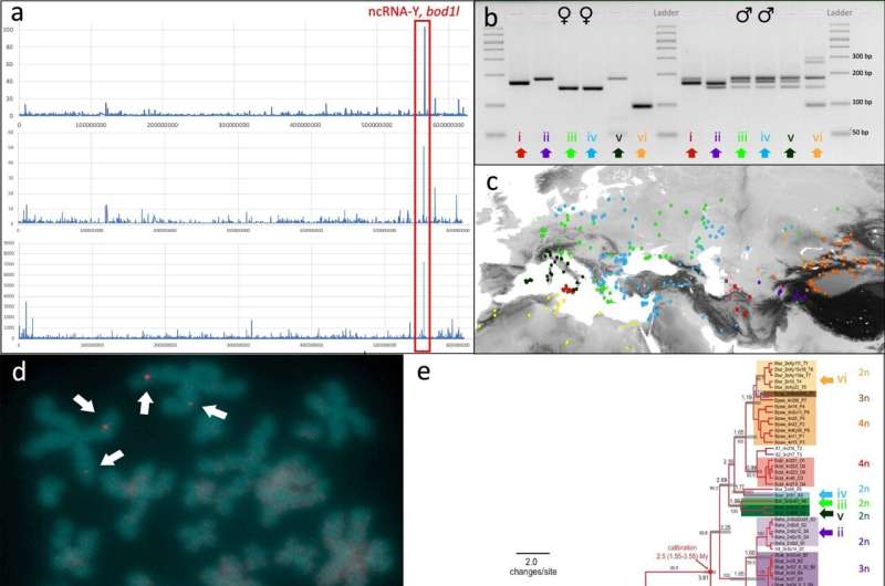 The genetic code of the European green toad reveals a sex-determining locus